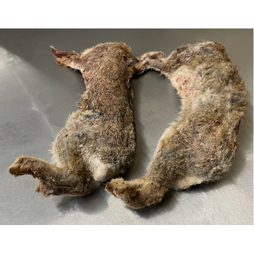 Fresh Wild Raw Whole Rabbit - Pair with Hair