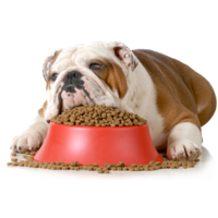 Some facts about dry food 