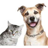 Supplements and Treats
