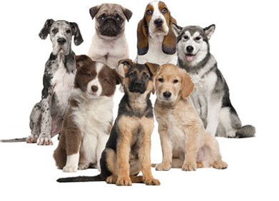    Dog Food